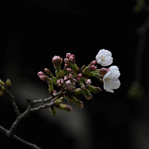 東京櫻花開花