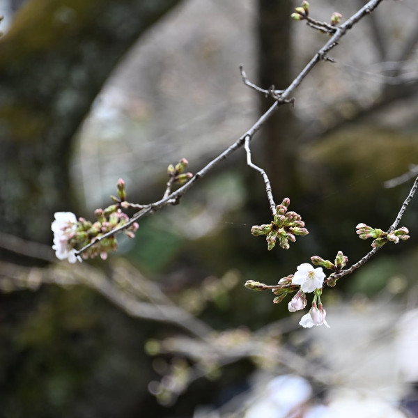 東京櫻花開花