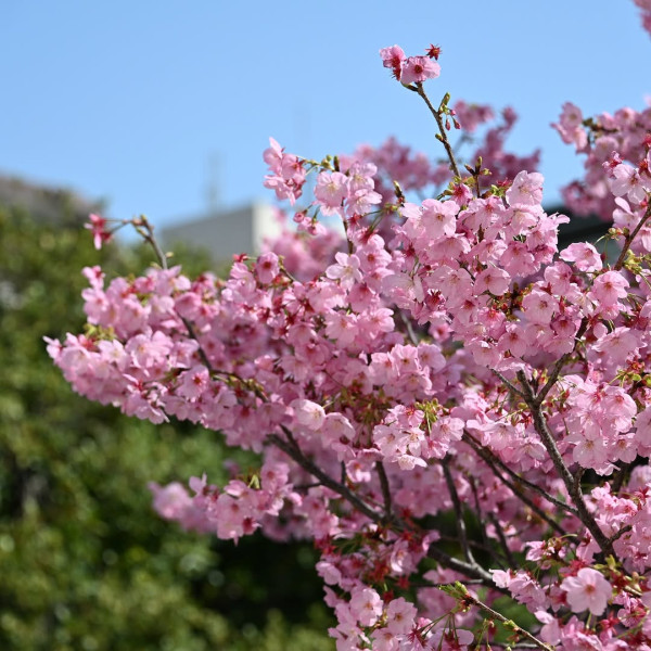 東京櫻花開花