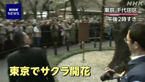 東京櫻花開花