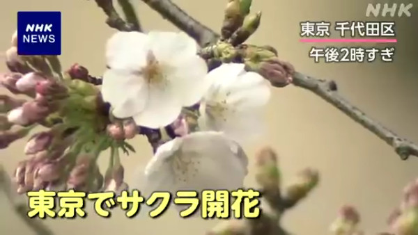 東京櫻花開花