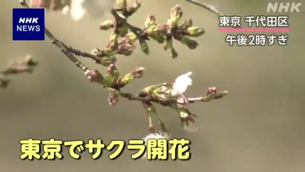 東京櫻花開花