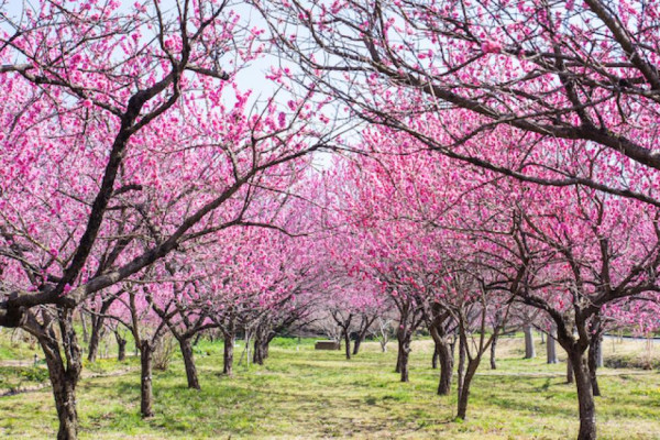 2025日本15大必去賞櫻景點！東京/伊豆/京都/青森/福岡/奈良/關西 
