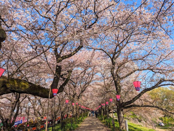 2025日本15大必去賞櫻景點！東京/伊豆/京都/青森/福岡/奈良/關西 