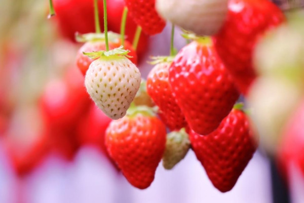 2025日本15大必去賞櫻景點！東京/伊豆/京都/青森/福岡/奈良/關西 