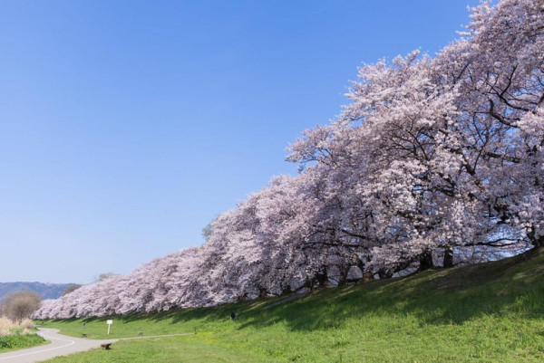 2025日本15大必去賞櫻景點！東京/伊豆/京都/青森/福岡/奈良/關西 