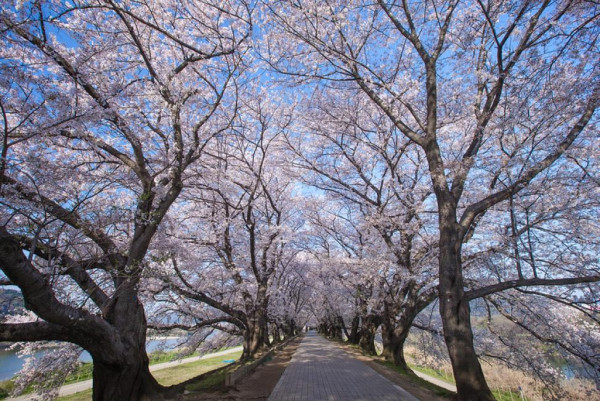 2025日本15大必去賞櫻景點！東京/伊豆/京都/青森/福岡/奈良/關西 