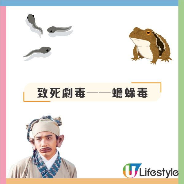 大陸男誤信偏方食蟾蜍養生中毒亡！醫生：致死劇毒無特效藥煮熟都無用