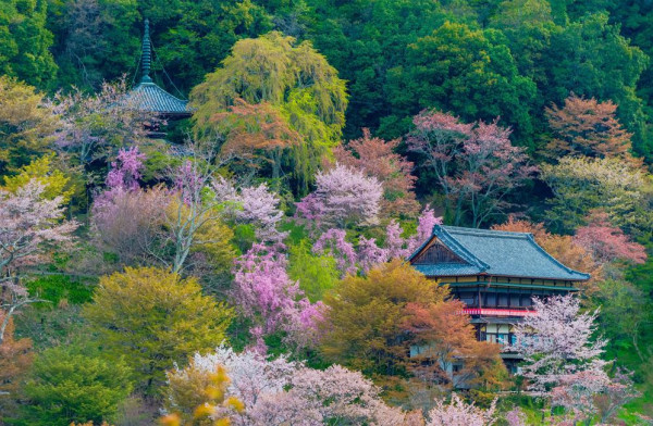 2025日本15大必去賞櫻景點！東京/伊豆/京都/青森/福岡/奈良/關西 