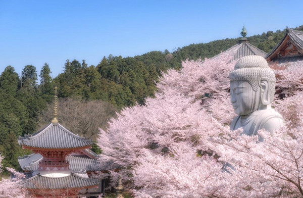 2025日本15大必去賞櫻景點！東京/伊豆/京都/青森/福岡/奈良/關西 