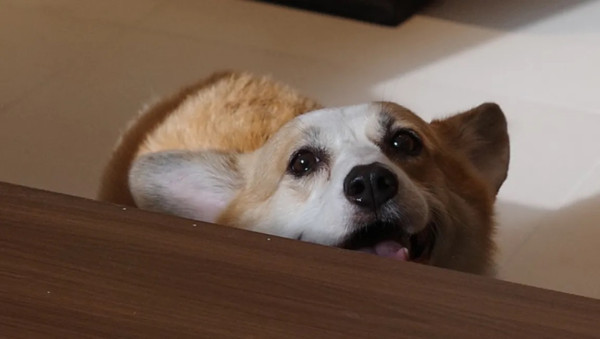 佛山自由行好去處推介！玩轉祖廟/容桂/大良攻略 附佛山一日遊/三日兩夜路線 