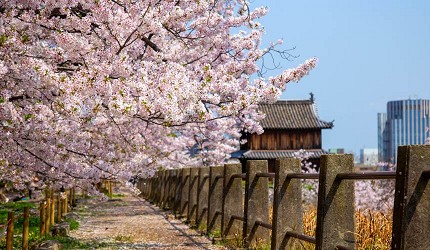 2025日本15大必去賞櫻景點！東京/伊豆/京都/青森/福岡/奈良/關西 