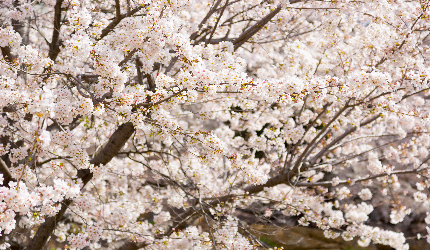 2025日本15大必去賞櫻景點！東京/伊豆/京都/青森/福岡/奈良/關西 