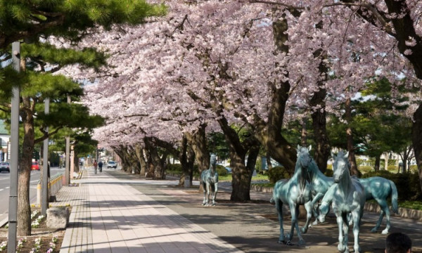 2025日本15大必去賞櫻景點！東京/伊豆/京都/青森/福岡/奈良/關西 