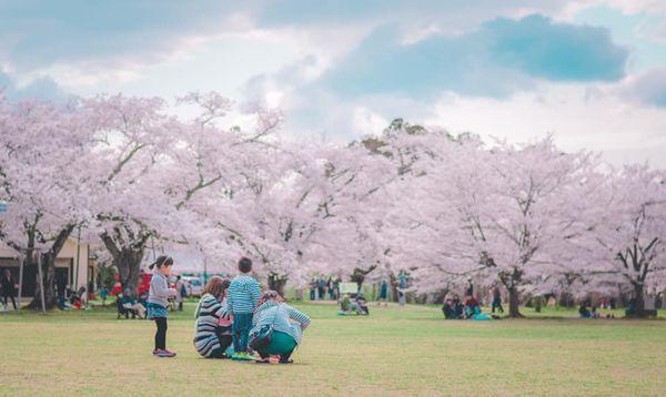 2025日本15大必去賞櫻景點！東京/伊豆/京都/青森/福岡/奈良/關西 