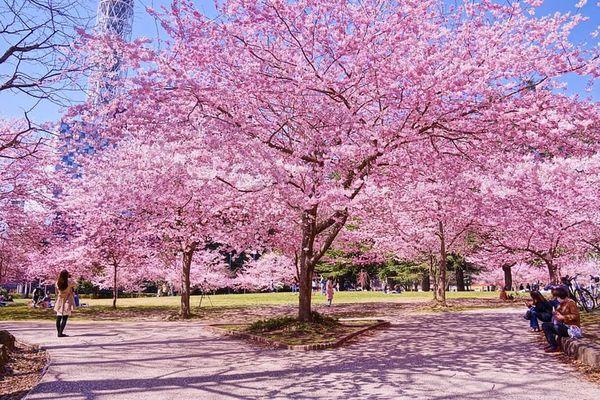 2025日本15大必去賞櫻景點！東京/伊豆/京都/青森/福岡/奈良/關西 