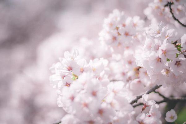 2025日本15大必去賞櫻景點！東京/伊豆/京都/青森/福岡/奈良/關西 