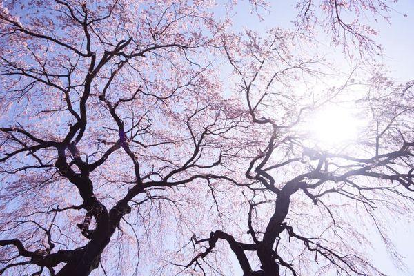 2025日本15大必去賞櫻景點！東京/伊豆/京都/青森/福岡/奈良/關西 