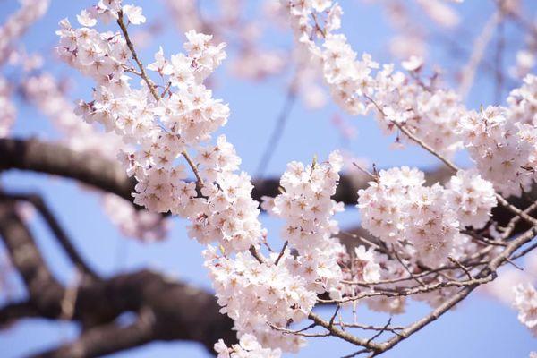 2025日本15大必去賞櫻景點！東京/伊豆/京都/青森/福岡/奈良/關西 