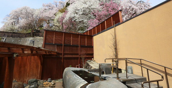 日本露天賞櫻花溫泉勝地10大排行榜！京都/福岡/奈良/富山等！附詳細地址交通 