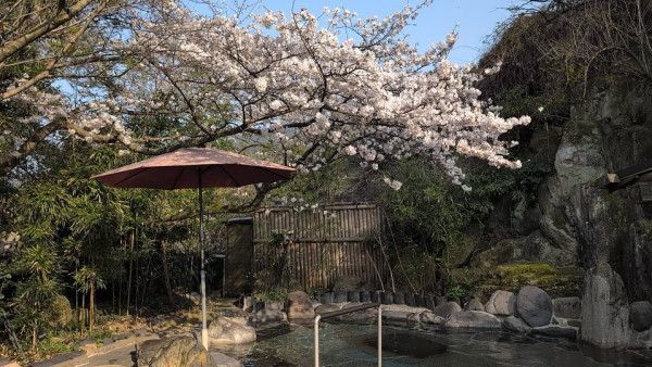 日本露天賞櫻花溫泉勝地10大排行榜！京都/福岡/奈良/富山等！附詳細地址交通 