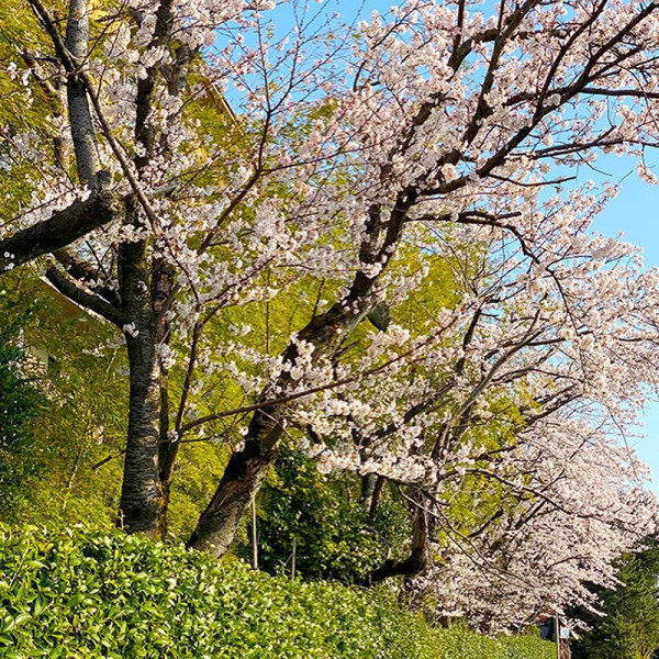 日本露天賞櫻花溫泉勝地10大排行榜！京都/福岡/奈良/富山等！附詳細地址交通 