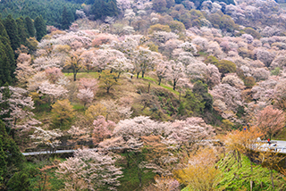 日本露天賞櫻花溫泉勝地10大排行榜！京都/福岡/奈良/富山等！附詳細地址交通 