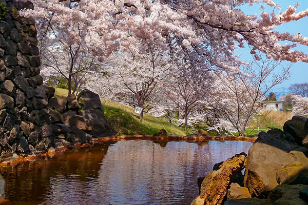 日本露天賞櫻花溫泉勝地10大排行榜！京都/福岡/奈良/富山等！附詳細地址交通 