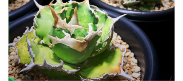 東京旅遊｜橫濱紅磚倉庫花展活動開催中！花卉博物館主題/4大周末市集 