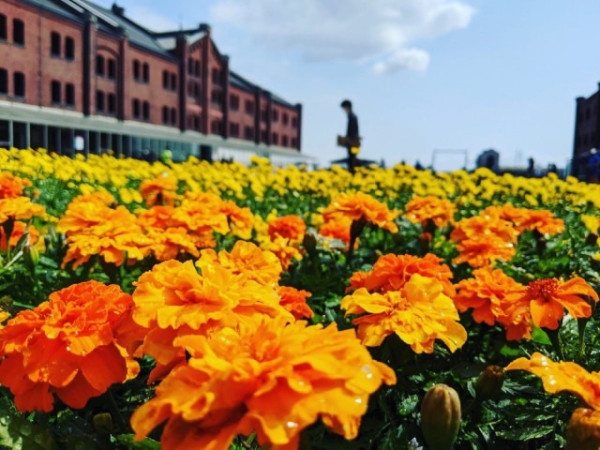 東京旅遊｜橫濱紅磚倉庫花展活動開催中！花卉博物館主題/4大周末市集 