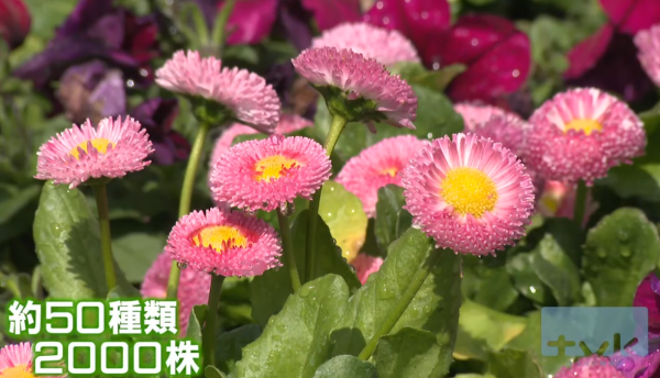 東京旅遊｜橫濱紅磚倉庫花展活動開催中！花卉博物館主題/4大周末市集 