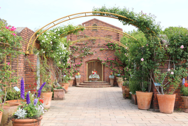 福岡海中道海濱公園花展2025｜百萬粉蝶花藍海！櫻花/鬱金香同時綻放！限定主題甜點 