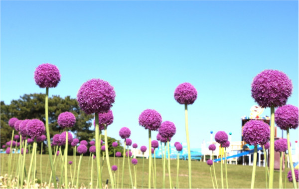 福岡海中道海濱公園花展2025｜百萬粉蝶花藍海！櫻花/鬱金香同時綻放！限定主題甜點 