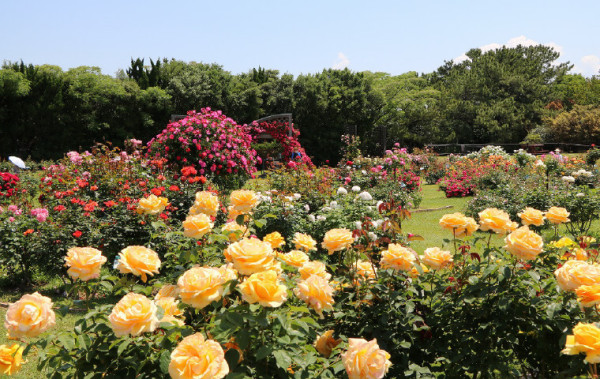 福岡海中道海濱公園花展2025｜百萬粉蝶花藍海！櫻花/鬱金香同時綻放！限定主題甜點 