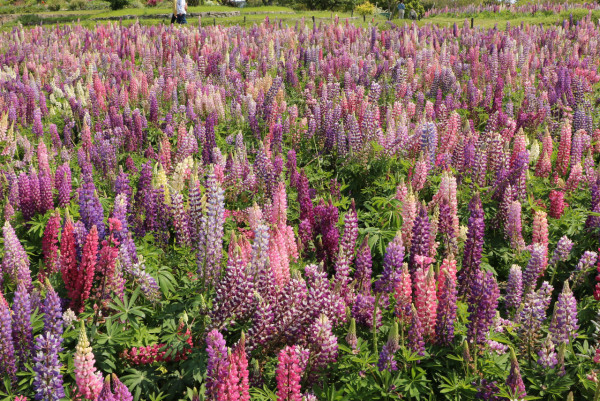 福岡海中道海濱公園花展2025｜百萬粉蝶花藍海！櫻花/鬱金香同時綻放！限定主題甜點 