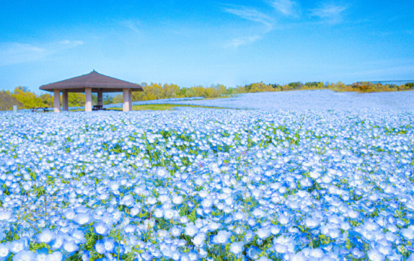 福岡海中道海濱公園花展2025｜百萬粉蝶花藍海！櫻花/鬱金香同時綻放！限定主題甜點 