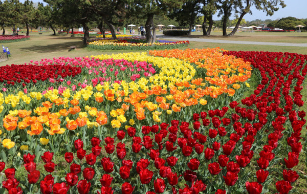 福岡海中道海濱公園花展2025｜百萬粉蝶花藍海！櫻花/鬱金香同時綻放！限定主題甜點 