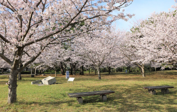 福岡海中道海濱公園花展2025｜百萬粉蝶花藍海！櫻花/鬱金香同時綻放！限定主題甜點 
