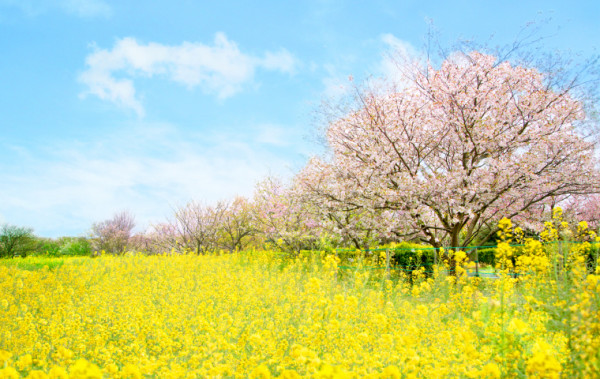 福岡海中道海濱公園花展2025｜百萬粉蝶花藍海！櫻花/鬱金香同時綻放！限定主題甜點 