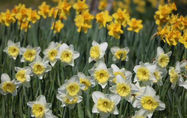 福岡海中道海濱公園花展2025｜百萬粉蝶花藍海！櫻花/鬱金香同時綻放！限定主題甜點 