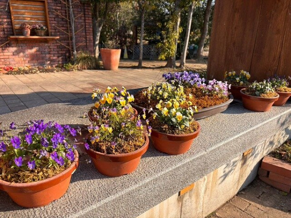 福岡海中道海濱公園花展2025｜百萬粉蝶花藍海！櫻花/鬱金香同時綻放！限定主題甜點 