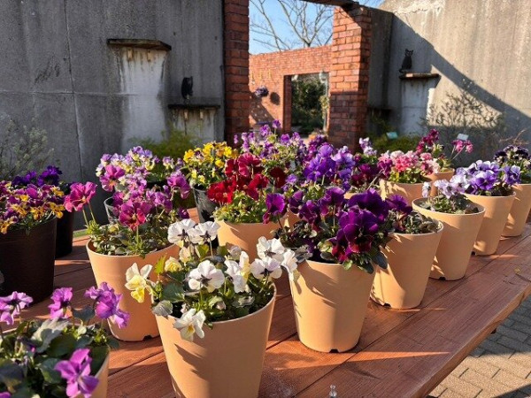 福岡海中道海濱公園花展2025｜百萬粉蝶花藍海！櫻花/鬱金香同時綻放！限定主題甜點 