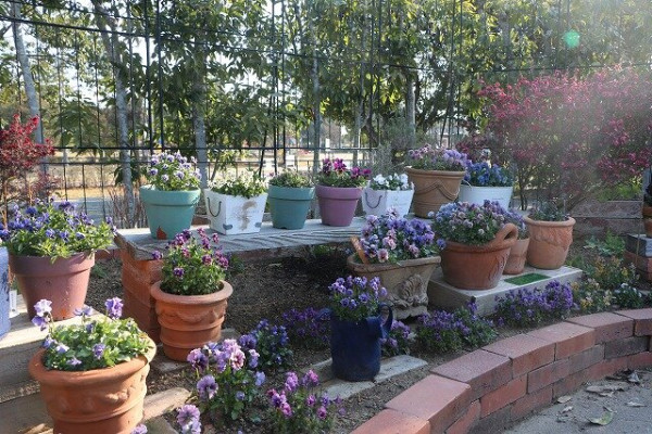 福岡海中道海濱公園花展2025｜百萬粉蝶花藍海！櫻花/鬱金香同時綻放！限定主題甜點 