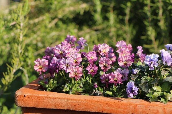 福岡海中道海濱公園花展2025｜百萬粉蝶花藍海！櫻花/鬱金香同時綻放！限定主題甜點 