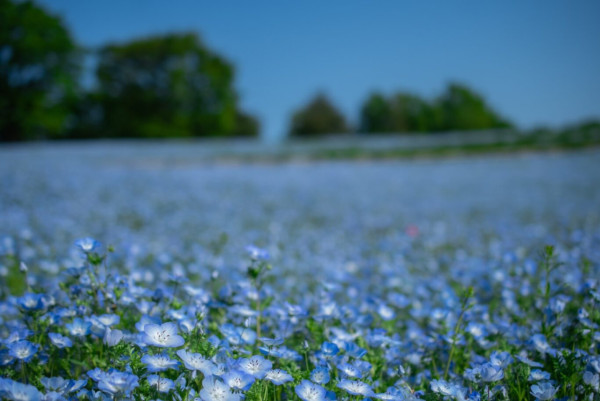 東京昭和紀念公園花卉節2025｜1500棵櫻花/鬱金香/罌粟！限定美食BBQ！附交通攻略 