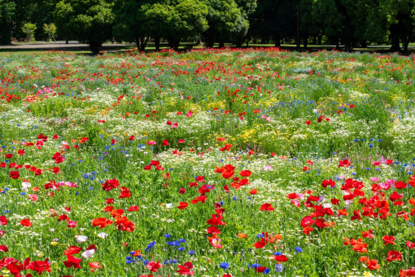 東京昭和紀念公園花卉節2025｜1500棵櫻花/鬱金香/罌粟！限定美食BBQ！附交通攻略 