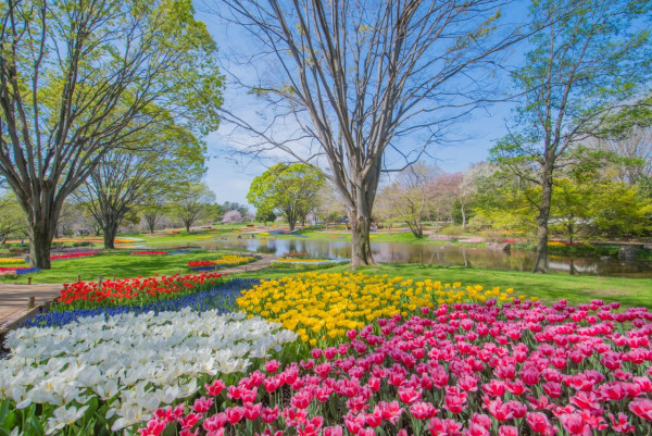 東京昭和紀念公園花卉節2025｜1500棵櫻花/鬱金香/罌粟！限定美食BBQ！附交通攻略 