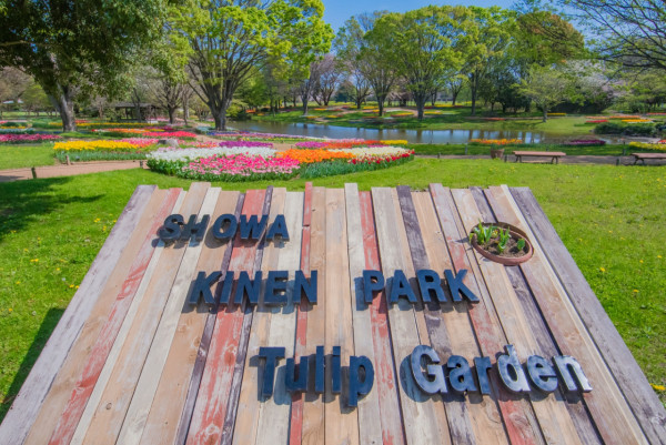 東京昭和紀念公園花卉節2025｜1500棵櫻花/鬱金香/罌粟！限定美食BBQ！附交通攻略 