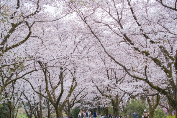 東京昭和紀念公園花卉節2025｜1500棵櫻花/鬱金香/罌粟！限定美食BBQ！附交通攻略 