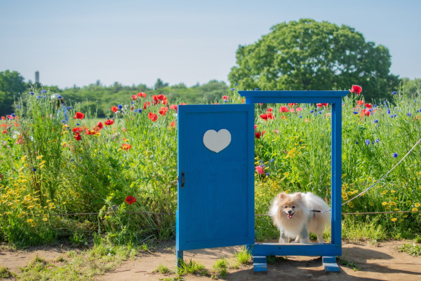 東京昭和紀念公園花卉節2025｜1500棵櫻花/鬱金香/罌粟！限定美食BBQ！附交通攻略 
